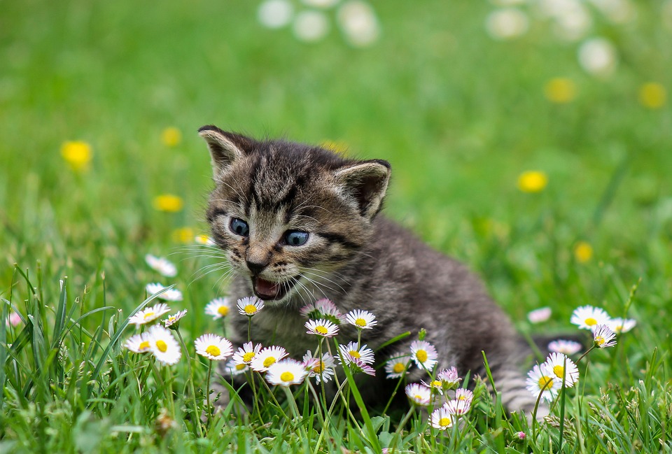 soigneur animalier